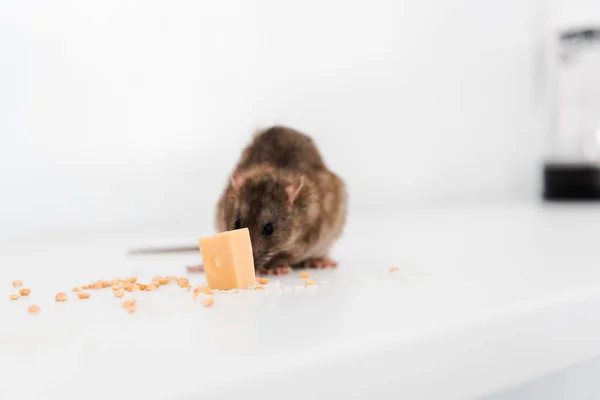 Les impacts d'une infestation de rats sur les infrastructures publiques