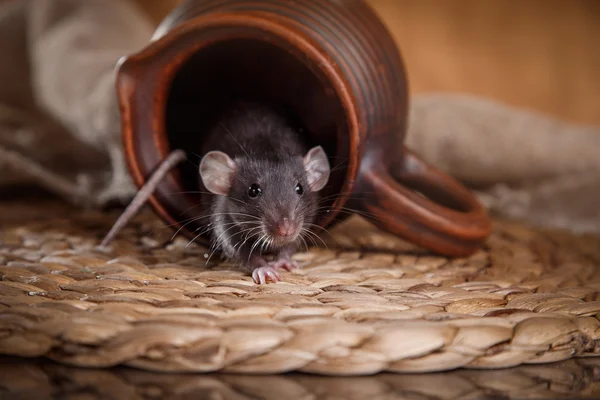 Pourquoi les rats sont un danger pour la sécurité des lieux publics