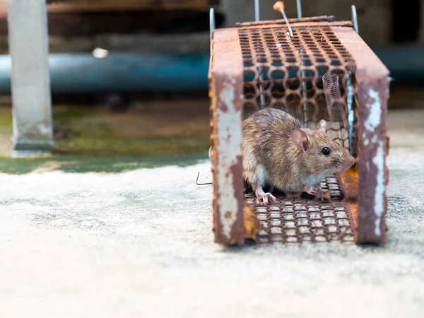 Les dangers des rats pour l'hygiène et la sécurité des bars