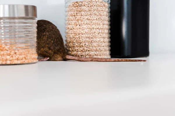 Comment gérer une infestation de rats dans les espaces publics