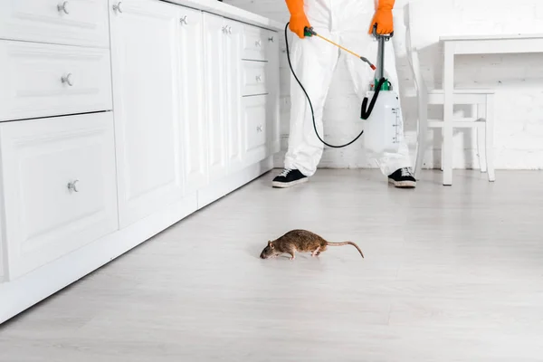 Comment protéger la cuisine de votre restaurant contre les rats