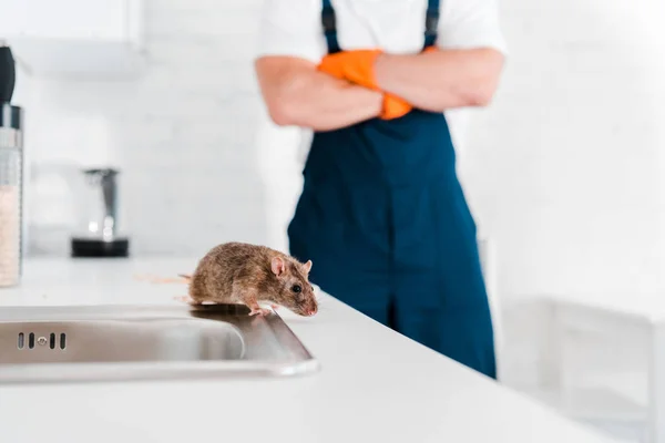 Comment gérer une infestation de rats dans un café en fonctionnement