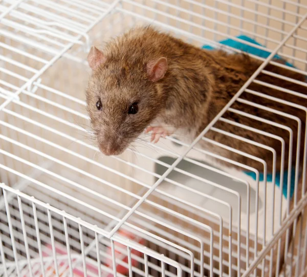 Comment éviter une réinfestation de rats dans un bar après dératisation